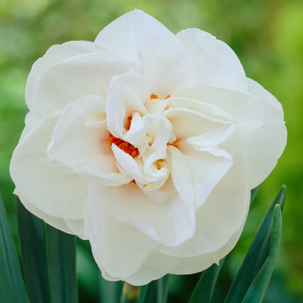 Narcissus Acropolis Daffodil Bulbs Blooms Species Growing Bonsai Roots Rhizomes Corms Tubers Potted Planting Reblooming Fragrant Garden Flower Seeds Plant