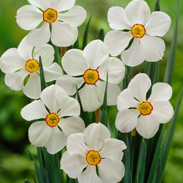 Narcissus Actaea Daffodil Bulbs Blooms Species Growing Bonsai Roots Rhizomes Corms Tubers Potted Planting Reblooming Fragrant Garden Flower Seeds Plant