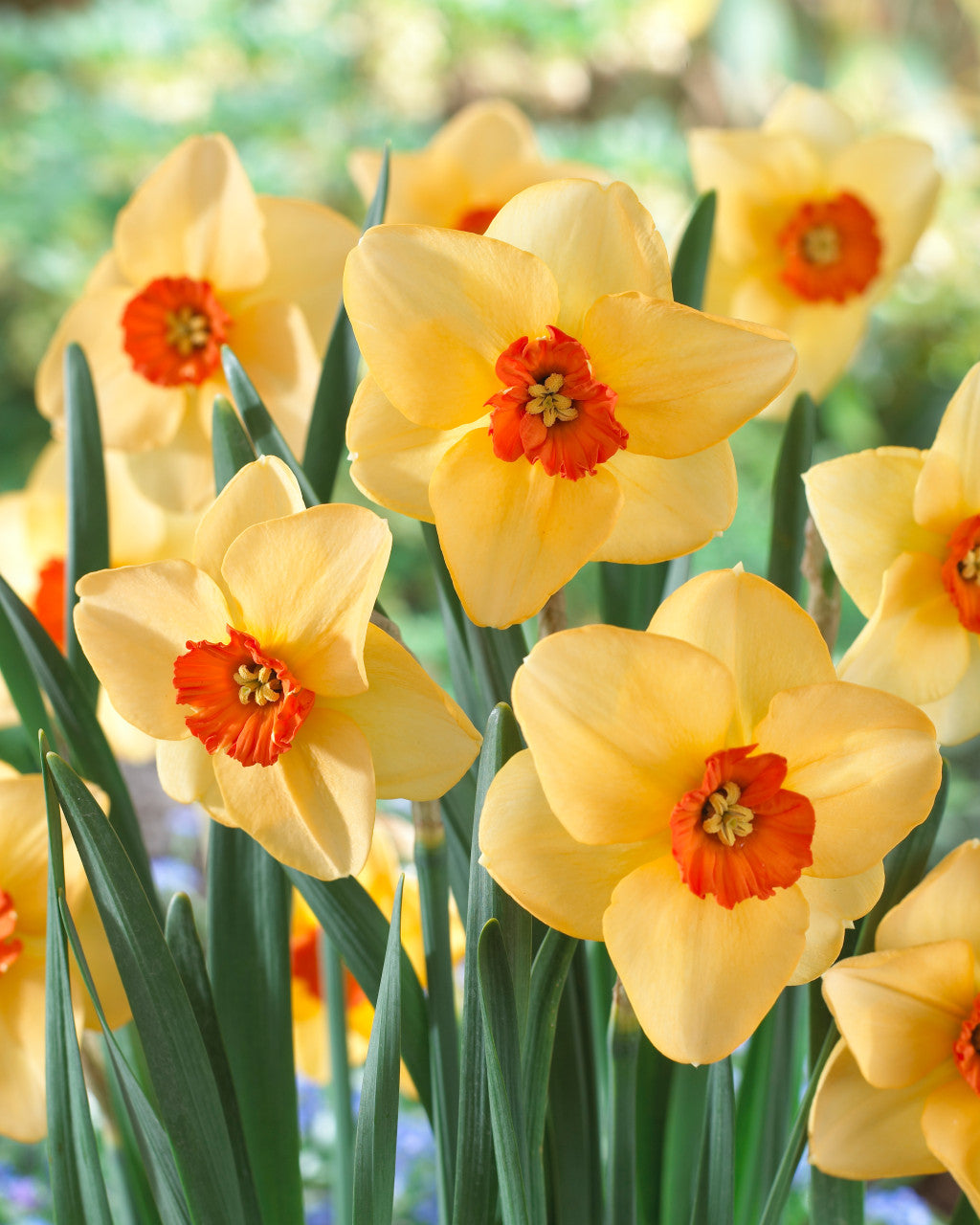 Narcissus Altruist Daffodil Bulbs Blooms Species Growing Bonsai Roots Rhizomes Corms Tubers Potted Planting Reblooming Fragrant Garden Flower Seeds Plant