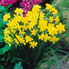Narcissus Baby Moon Jonquilla Daffodil Bulbs Blooms Species Growing Bonsai Roots Rhizomes Corms Tubers Potted Planting Reblooming Fragrant Garden Flower Seeds Plant