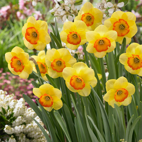 Narcissus Bantam Daffodil Bulbs Blooms Species Growing Bonsai Roots Rhizomes Corms Tubers Potted Planting Reblooming Fragrant Garden Flower Seeds Plant