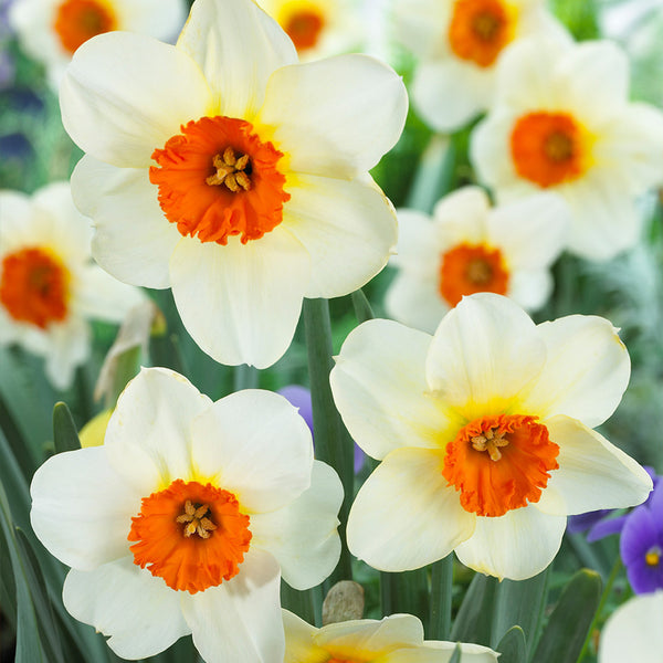 Narcissus Barrett Browning 12-14cm Daffodil Narcissus Bulbs Blooms Species Growing Bonsai Roots Rhizomes Corms Tubers Potted Planting Reblooming Fragrant Garden Flower Seeds Plant