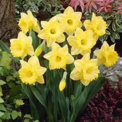 Narcissus Bestseller Daffodil Bulbs Blooms Species Growing Bonsai Roots Rhizomes Corms Tubers Potted Planting Reblooming Fragrant Garden Flower Seeds Plant - Seedsplant