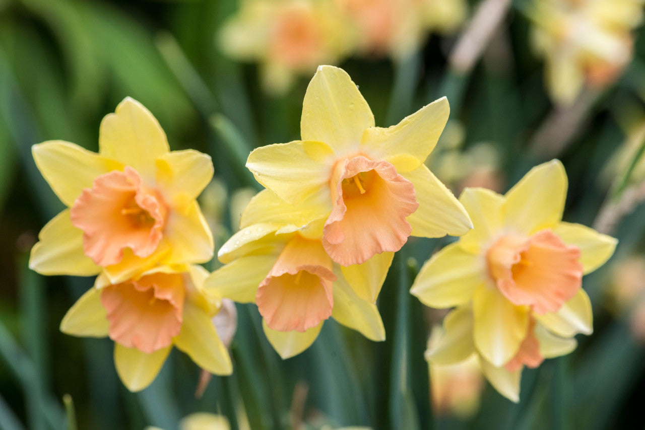 Narcissus Blushing Lady  Daffodil Bulbs Blooms Species Growing Bonsai Roots Rhizomes Corms Tubers Potted Planting Reblooming Fragrant Garden Flower Seeds Plant - Seedsplant