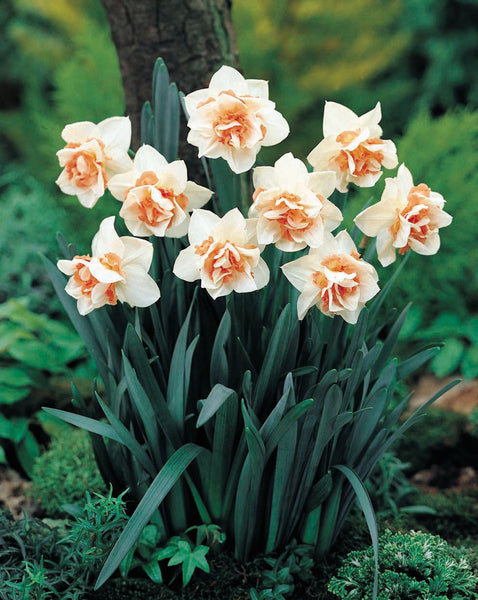 Narcissi Bulbocodium Golden Bells Daffodil Bulbs Blooms Species Growing Bonsai Roots Rhizomes Corms Tubers Potted Planting Reblooming Fragrant Garden Flower Seeds Plant
