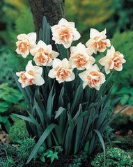 Narcissi Bulbocodium Golden Bells Daffodil Bulbs Blooms Species Growing Bonsai Roots Rhizomes Corms Tubers Potted Planting Reblooming Fragrant Garden Flower Seeds Plant - Seedsplant
