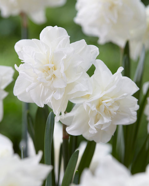 Narcissi Calgary Daffodil  Bulbs Blooms Species Growing Bonsai Roots Rhizomes Corms Tubers Potted Planting Reblooming Fragrant Garden Flower Seeds Plant