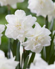 Narcissi Calgary Daffodil  Bulbs Blooms Species Growing Bonsai Roots Rhizomes Corms Tubers Potted Planting Reblooming Fragrant Garden Flower Seeds Plant