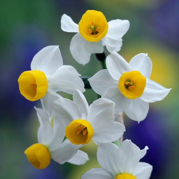 Narcissus Canaliculatus Daffodil Bulbs Blooms Species Growing Bonsai Roots Rhizomes Corms Tubers Potted Planting Reblooming Fragrant Garden Flower Seeds Plant