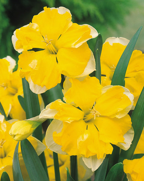 Narcissus Chanterelle Daffodil Bulbs Blooms Species Growing Bonsai Roots Rhizomes Corms Tubers Potted Planting Reblooming Fragrant Garden Flower Seeds Plant