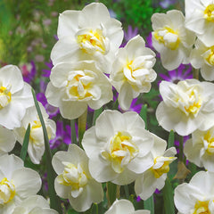 Narcissus Cheerfulness Daffodil Bulbs Blooms Species Growing Bonsai Roots Rhizomes Corms Tubers Potted Planting Reblooming Fragrant Garden Flower Seeds Plant
