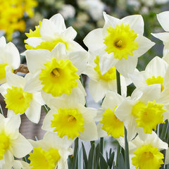 Narcissus Cornish King Daffodil Bulbs Blooms Species Growing Bonsai Roots Rhizomes Corms Tubers Potted Planting Reblooming Fragrant Garden Flower Seeds Plant