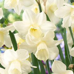 Narcissus Curlew Daffodil Bulbs Blooms Species Growing Bonsai Roots Rhizomes Corms Tubers Potted Planting Reblooming Fragrant Garden Flower Seeds Plant
