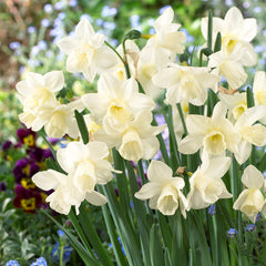 Narcissus Curlew Daffodil Bulbs Blooms Species Growing Bonsai Roots Rhizomes Corms Tubers Potted Planting Reblooming Fragrant Garden Flower Seeds Plant