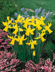 Narcissus February Gold Daffodil Bulbs Blooms Species Growing Bonsai Roots Rhizomes Corms Tubers Potted Planting Reblooming Fragrant Garden Flower Seeds Plant