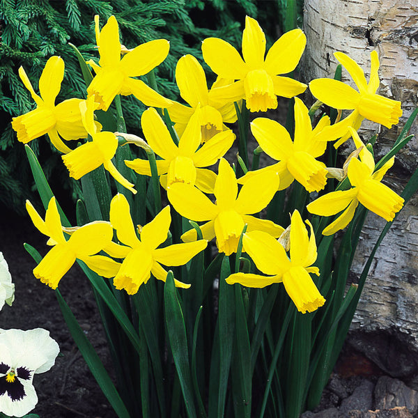 Narcissi Little Witch Daffodil Bulbs Blooms Species Growing Bonsai Roots Rhizomes Corms Tubers Potted Planting Reblooming Fragrant Garden Flower Seeds Plant