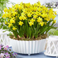 Narcissi Cyclamineus Tete a Tete Daffodil  Bulbs Blooms Species Growing Bonsai Roots Rhizomes Corms Tubers Potted Planting Reblooming Fragrant Garden Flower Seeds Plant