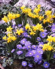 Narcissi Cyclamineus Tete a Tete Daffodil  Bulbs Blooms Species Growing Bonsai Roots Rhizomes Corms Tubers Potted Planting Reblooming Fragrant Garden Flower Seeds Plant