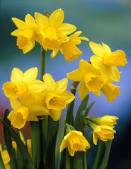 Narcissi Cyclamineus Tete a Tete Daffodil  Bulbs Blooms Species Growing Bonsai Roots Rhizomes Corms Tubers Potted Planting Reblooming Fragrant Garden Flower Seeds Plant