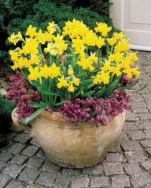 Narcissi Cyclamineus Tete a Tete Daffodil  Bulbs Blooms Species Growing Bonsai Roots Rhizomes Corms Tubers Potted Planting Reblooming Fragrant Garden Flower Seeds Plant