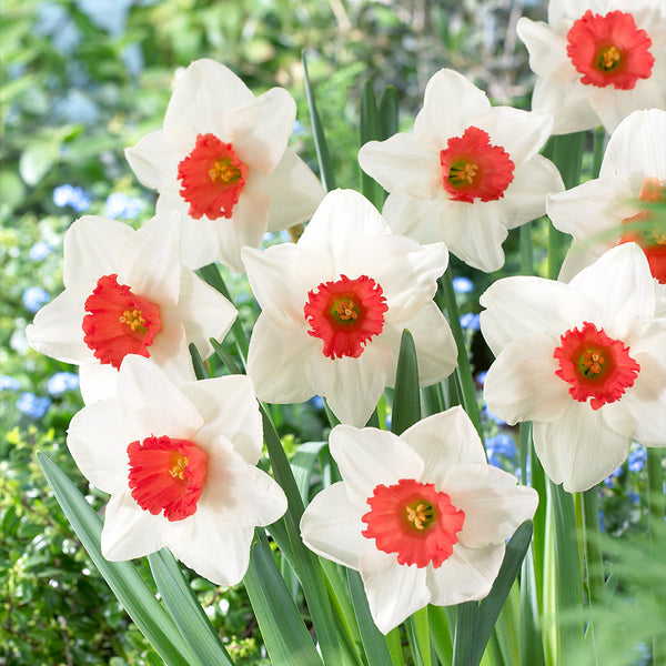 Narcissi Decoy Daffodil Bulbs Blooms Species Growing Bonsai Roots Rhizomes Corms Tubers Potted Planting Reblooming Fragrant Garden Flower Seeds Plant