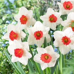Narcissi Decoy Daffodil Bulbs Blooms Species Growing Bonsai Roots Rhizomes Corms Tubers Potted Planting Reblooming Fragrant Garden Flower Seeds Plant