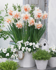 Narcissi Delnashaugh Daffodil  Bulbs Blooms Species Growing Bonsai Roots Rhizomes Corms Tubers Potted Planting Reblooming Fragrant Garden Flower Seeds Plant
