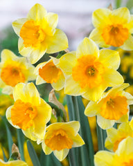 Narcissi Jonquilla Derringer Daffodil Bulbs Blooms Species Growing Bonsai Roots Rhizomes Corms Tubers Potted Planting Reblooming Fragrant Garden Flower Seeds Plant