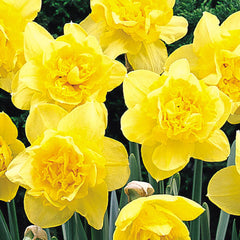 Narcissus Dick Wilden Daffodil Bulbs Blooms Species Growing Bonsai Roots Rhizomes Corms Tubers Potted Planting Reblooming Fragrant Garden Flower Seeds Plant