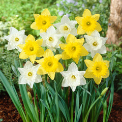 Narcissus Dutch Master 12-14cm Daffodil Bulbs Blooms Species Growing Bonsai Roots Rhizomes Corms Tubers Potted Planting Reblooming Fragrant Garden Flower Seeds Plant