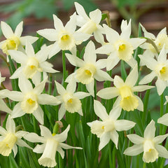 Narcissus Elka Daffodil Bulbs Blooms Species Growing Bonsai Roots Rhizomes Corms Tubers Potted Planting Reblooming Fragrant Garden Flower Seeds Plant - Seedsplant