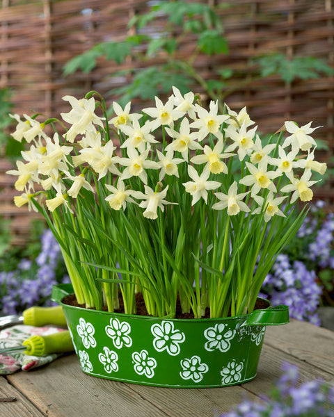 Narcissus Elka Daffodil Bulbs Blooms Species Growing Bonsai Roots Rhizomes Corms Tubers Potted Planting Reblooming Fragrant Garden Flower Seeds Plant
