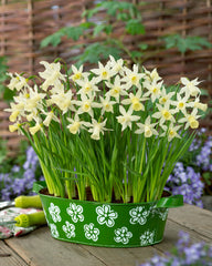Narcissus Elka Daffodil Bulbs Blooms Species Growing Bonsai Roots Rhizomes Corms Tubers Potted Planting Reblooming Fragrant Garden Flower Seeds Plant - Seedsplant