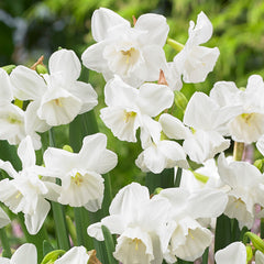 Narcissus Elvin's Voice Daffodil Bulbs Blooms Species Growing Bonsai Roots Rhizomes Corms Tubers Potted Planting Reblooming Fragrant Garden Flower Seeds Plant