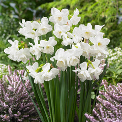 Narcissus Elvin's Voice Daffodil Bulbs Blooms Species Growing Bonsai Roots Rhizomes Corms Tubers Potted Planting Reblooming Fragrant Garden Flower Seeds Plant - Seedsplant