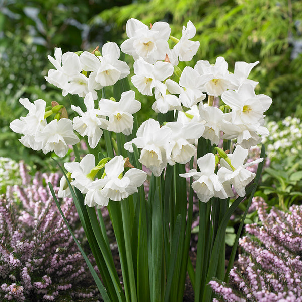 Narcissus Elvin's Voice Daffodil Bulbs Blooms Species Growing Bonsai Roots Rhizomes Corms Tubers Potted Planting Reblooming Fragrant Garden Flower Seeds Plant