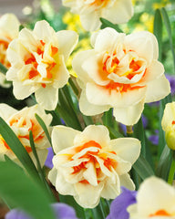 Narcissi Flower Parade  Bulbs Blooms Species Growing Bonsai Roots Rhizomes Corms Tubers Potted Planting Reblooming Fragrant Garden Flower Seeds Plant