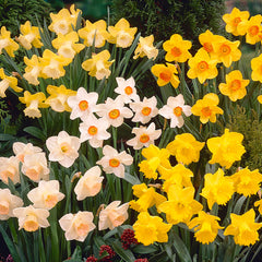 Narcissus Flower Record Daffodil Bulbs Blooms Species Growing Bonsai Roots Rhizomes Corms Tubers Potted Planting Reblooming Fragrant Garden Flower Seeds Plant