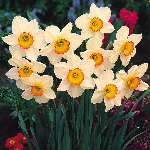 Narcissus Flower Record Daffodil Bulbs Blooms Species Growing Bonsai Roots Rhizomes Corms Tubers Potted Planting Reblooming Fragrant Garden Flower Seeds Plant
