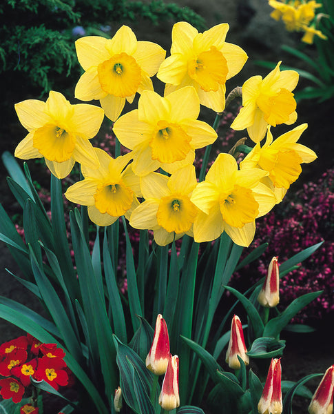 Narcissi Fortune Daffodil Bulbs Blooms Species Growing Bonsai Roots Rhizomes Corms Tubers Potted Planting Reblooming Fragrant Garden Flower Seeds Plant