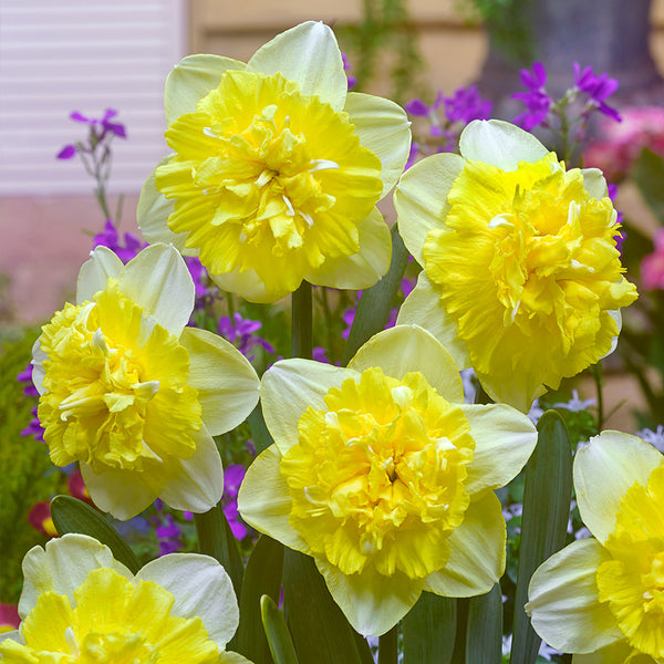 Narcissus Full House Daffodil Bulbs Blooms Species Growing Bonsai Roots Rhizomes Corms Tubers Potted Planting Reblooming Fragrant Garden Flower Seeds Plant