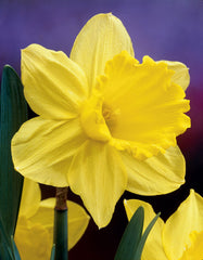 Narcissus Gigantic Star Daffodil Bulbs Blooms Species Growing Bonsai Roots Rhizomes Corms Tubers Potted Planting Reblooming Fragrant Garden Flower Seeds Plant