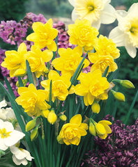 Narcissus Golden Ducat Daffodil Bulbs Blooms Species Growing Bonsai Roots Rhizomes Corms Tubers Potted Planting Reblooming Fragrant Garden Flower Seeds Plant
