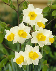 Narcissus Golden Echo Daffodil Bulbs Blooms Species Growing Bonsai Roots Rhizomes Corms Tubers Potted Planting Reblooming Fragrant Garden Flower Seeds Plant
