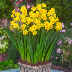 Narcissus Grand Soleil Daffodil Bulbs Blooms Species Growing Bonsai Roots Rhizomes Corms Tubers Potted Planting Reblooming Fragrant Garden Flower Seeds Plant