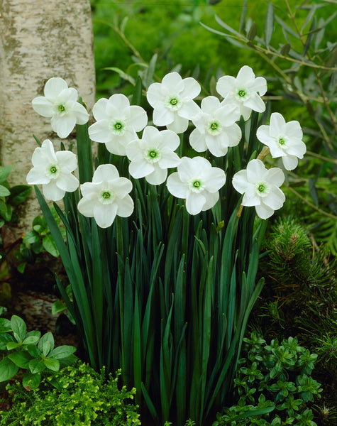 Narcissi Green Pearl Daffodil  Bulbs Blooms Species Growing Bonsai Roots Rhizomes Corms Tubers Potted Planting Reblooming Fragrant Garden Flower Seeds Plant