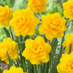 Narcissus Heamoor Daffodil Bulbs Blooms Species Growing Bonsai Roots Rhizomes Corms Tubers Potted Planting Reblooming Fragrant Garden Flower Seeds Plant