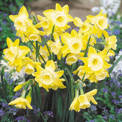 Narcissi Hillstar Daffodil Bulbs Blooms Species Growing Bonsai Roots Rhizomes Corms Tubers Potted Planting Reblooming Fragrant Garden Flower Seeds Plant - Seedsplant