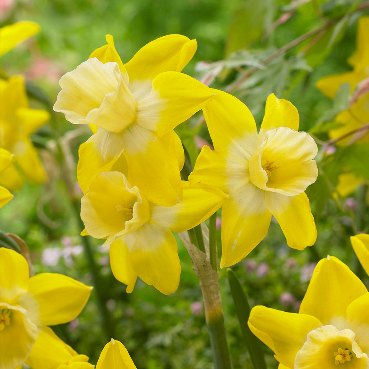 Narcissus Hillstar Daffodil Bulbs Blooms Species Growing Bonsai Roots Rhizomes Corms Tubers Potted Planting Reblooming Fragrant Garden Flower Seeds Plant