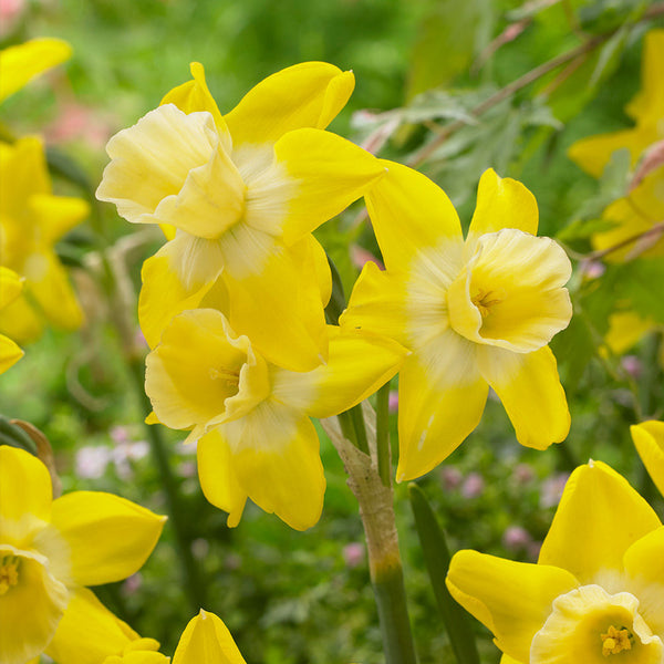 Narcissus Hillstar Daffodil Bulbs Blooms Species Growing Bonsai Roots Rhizomes Corms Tubers Potted Planting Reblooming Fragrant Garden Flower Seeds Plant